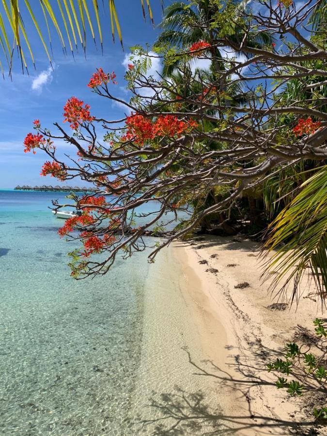 Maitai