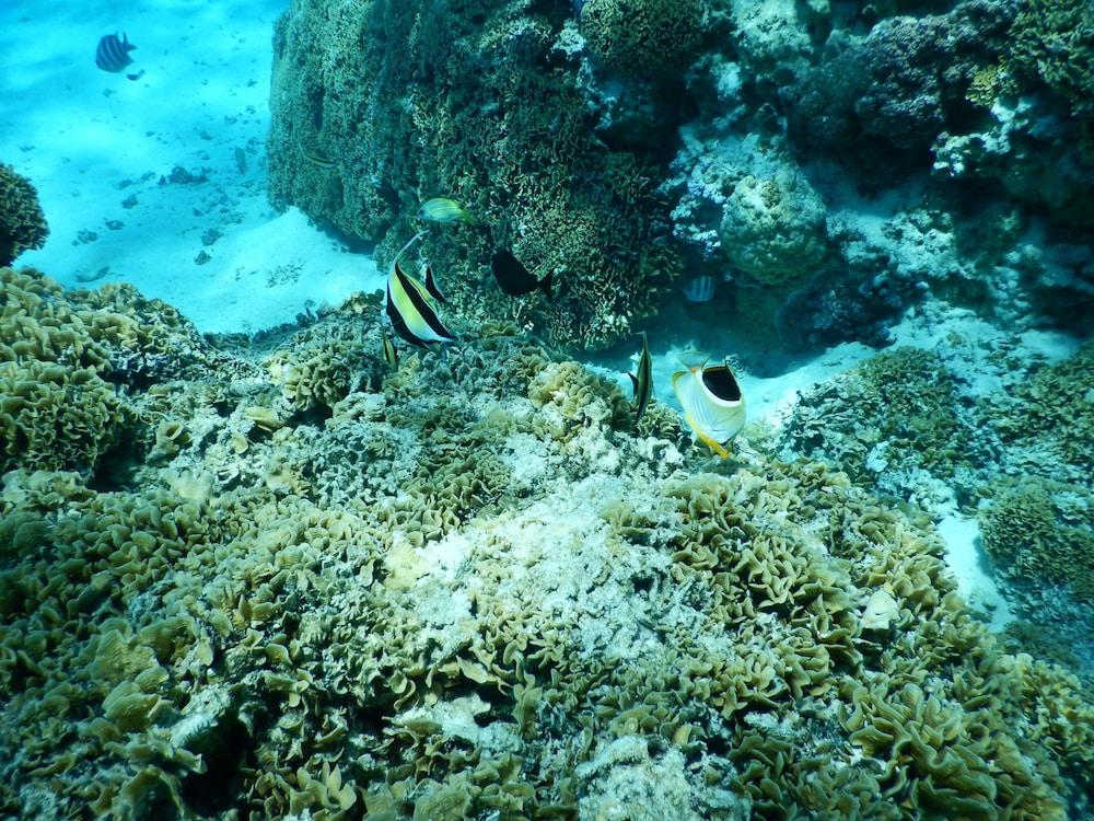 Maitai Resort 3*