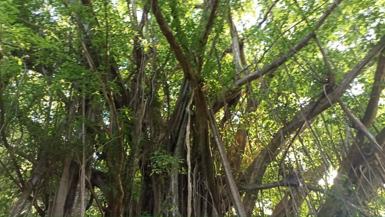 Tiki House